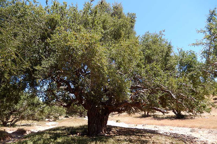 عکس درخت آرگان
