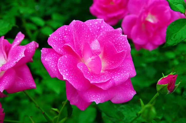 Profile of pink and pretty rose flowers