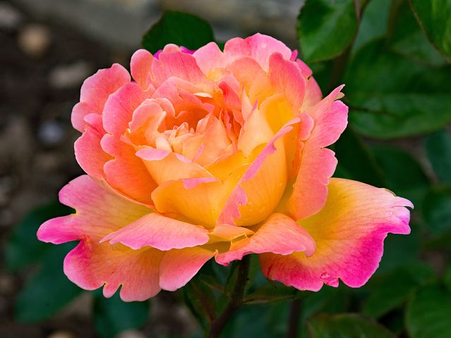 دانلود عکس گل رز زیبا و جذاب