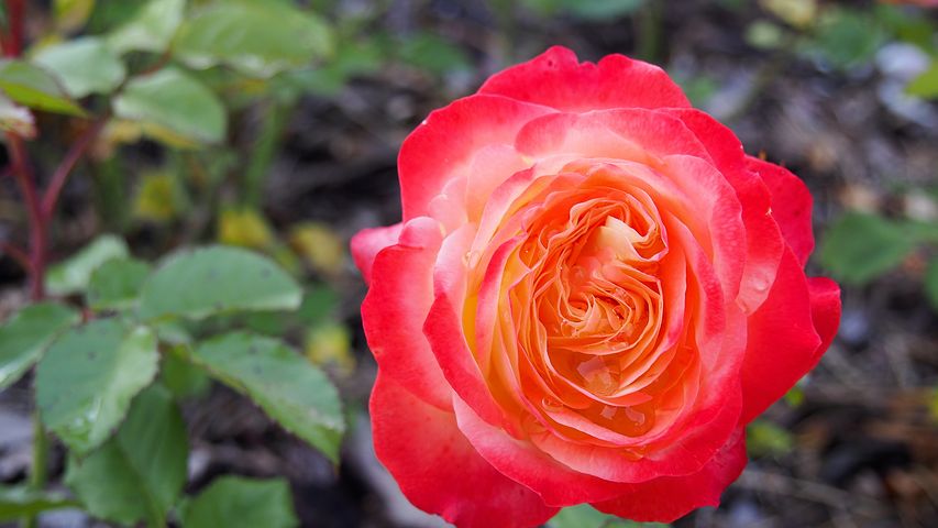 Red Roses red photo gallery