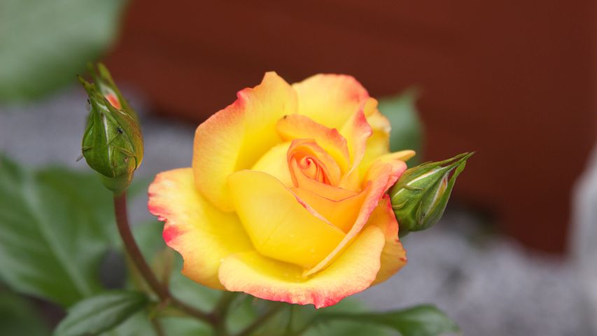 Download the yellow rose photo