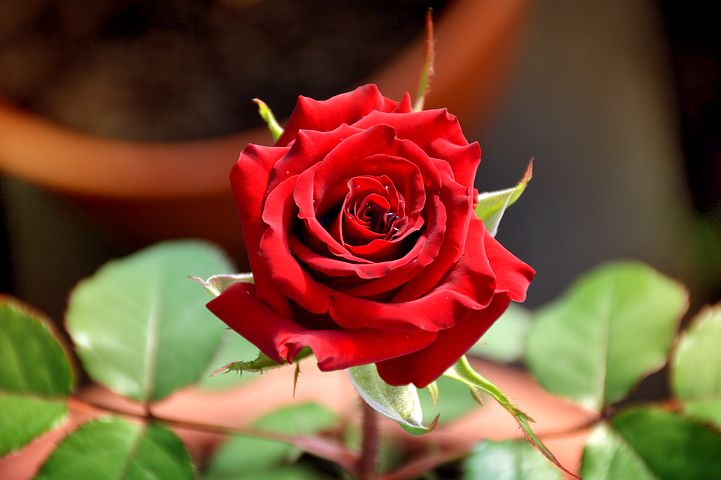 Photo of red rose branch