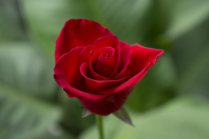 عکس گل رز سرخ