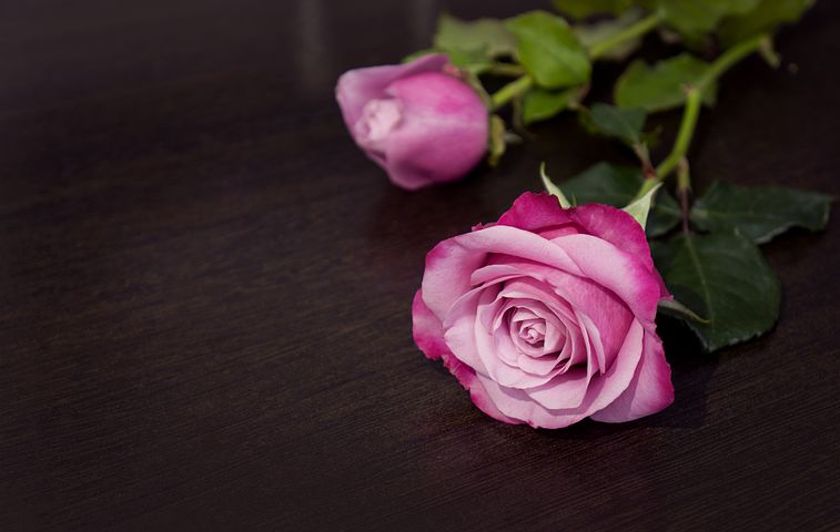 Purple rose flowers for profile