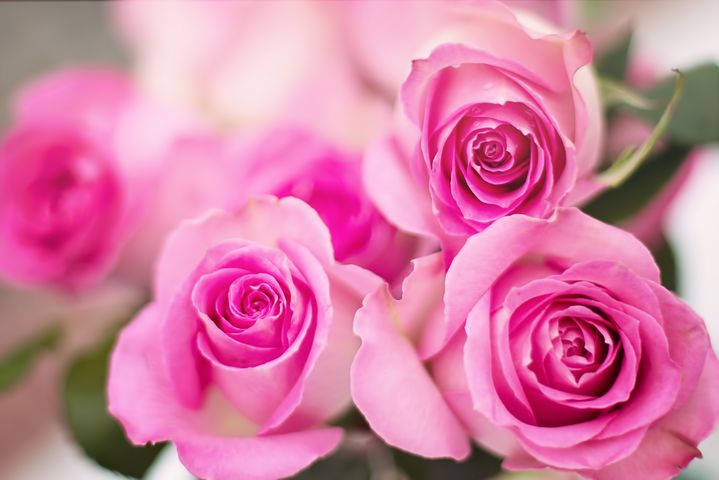 Beautiful pink rose flowers