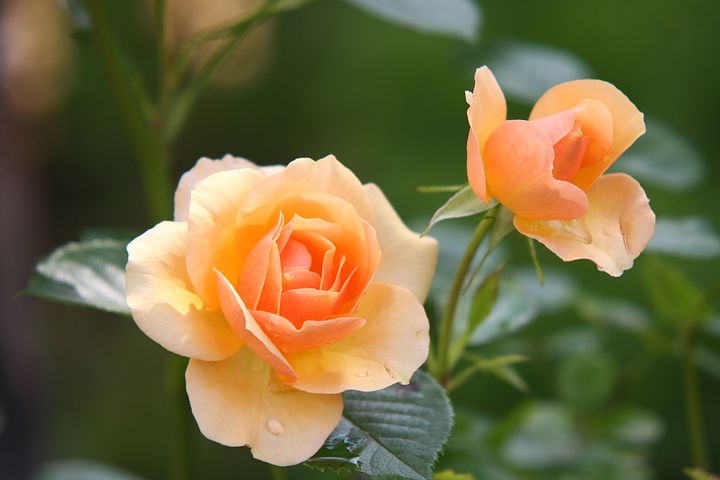 عکس گل رز زرد و نارنجی با کیفیت بالا