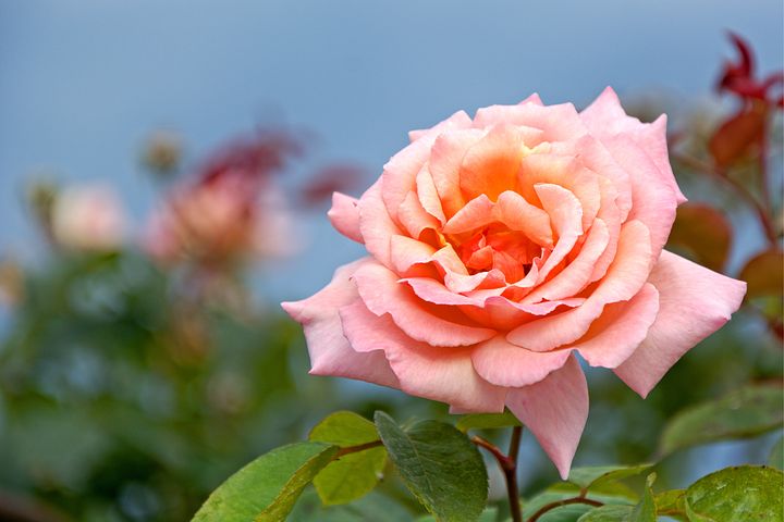 Beautiful pink rose flowers