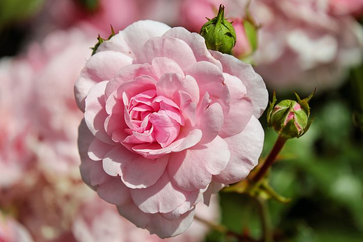 Beautiful white pink rose flowers