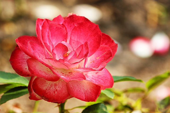 Red rose background image in nature
