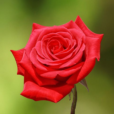 عکس گل سرخ زیبا