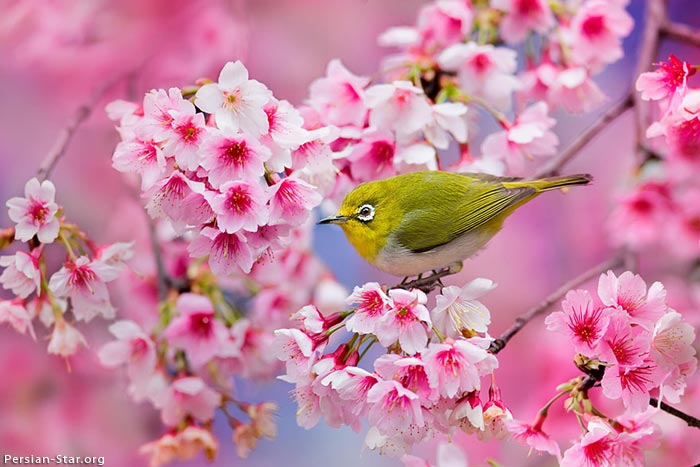 تصاویر زیبا از طبیعت بهاری