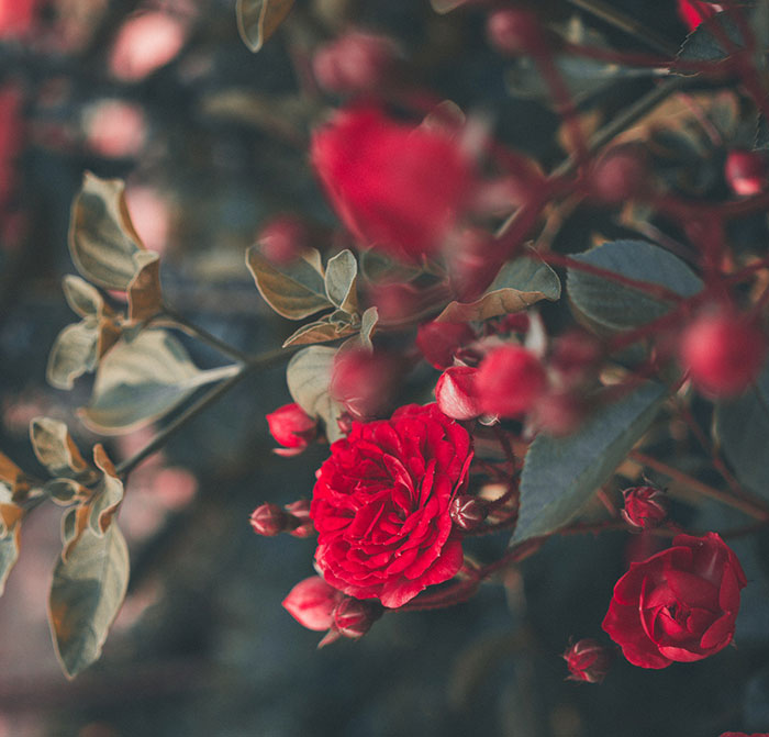 عکس زیبا گل رز قرمز