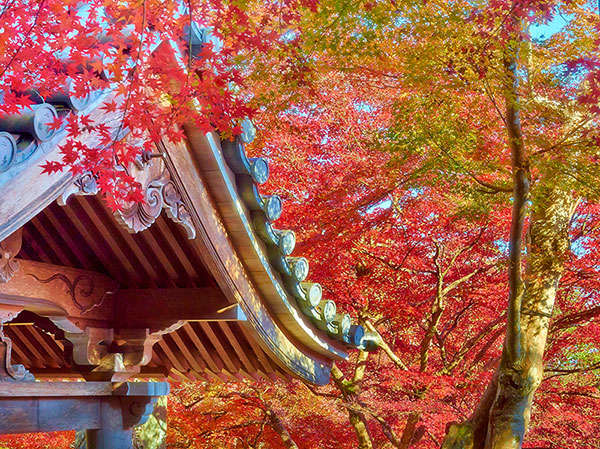 برگ های قرمز و زرد پاییزی