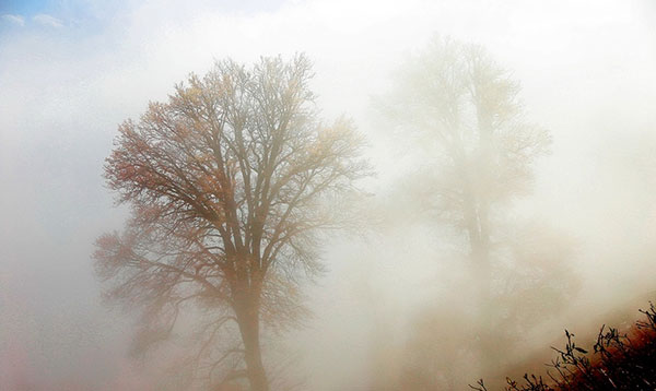 عکس طبیعت مه آلود در پاییز