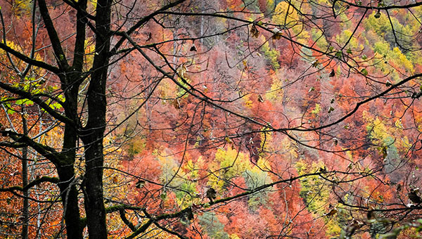 عکس طبیعت پاییز هزار رنگ