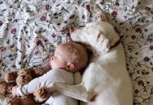 عکس خوابیدن سگ و نوزاد