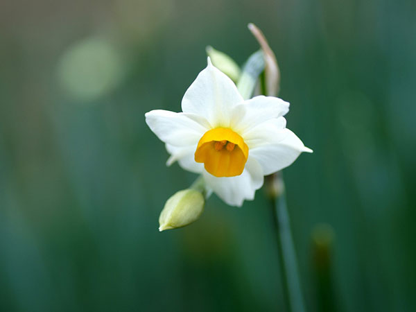 عکس گل نرگس سفید