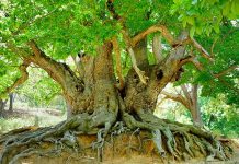 قدیمی ترین درخت های دنیا