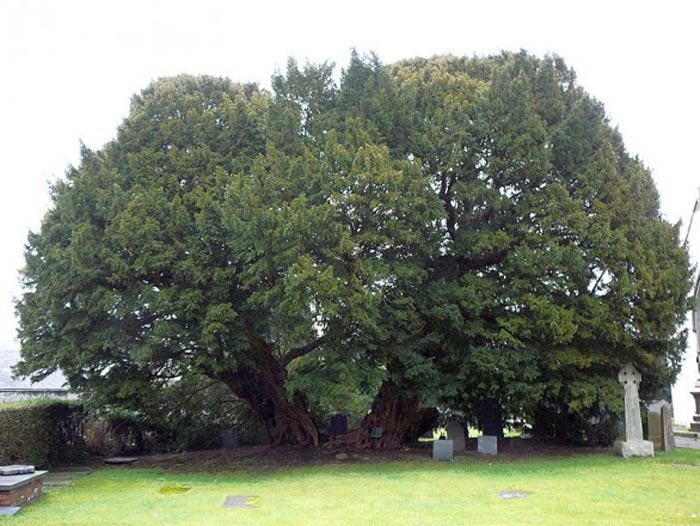 درخت سرخدار لانگرنیو