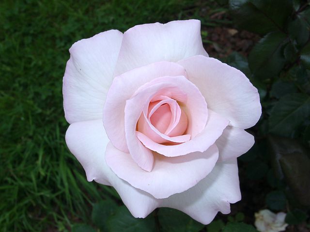 عکس گل رز سفید برای پروفایل