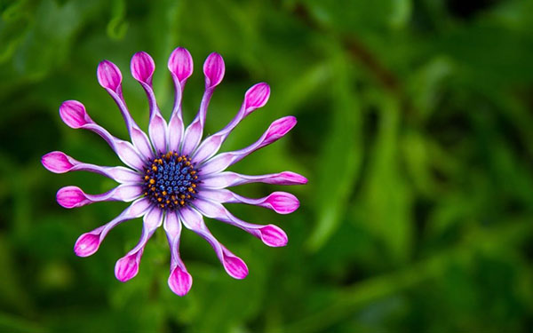 عکس قشنگ ترین گل های جهان