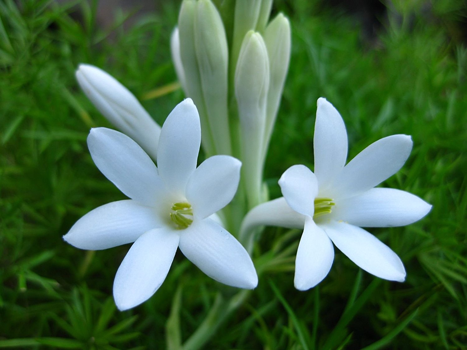 عکس گل مریم سفید برای پروفایل