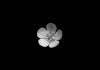 عکس سیاه سفید گل