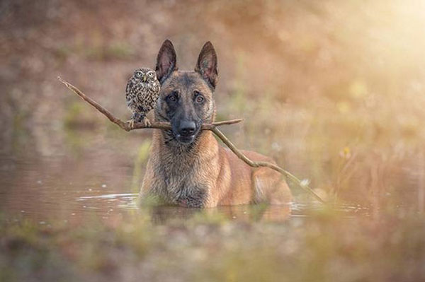 عکس زیبا از دوستی حیوانات