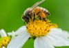 انشا درباره صدای زنبور عسل