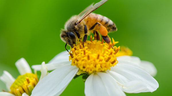 انشا درباره صدای زنبور عسل