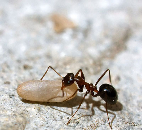 انشا درباره مورچه که باری را میکشد