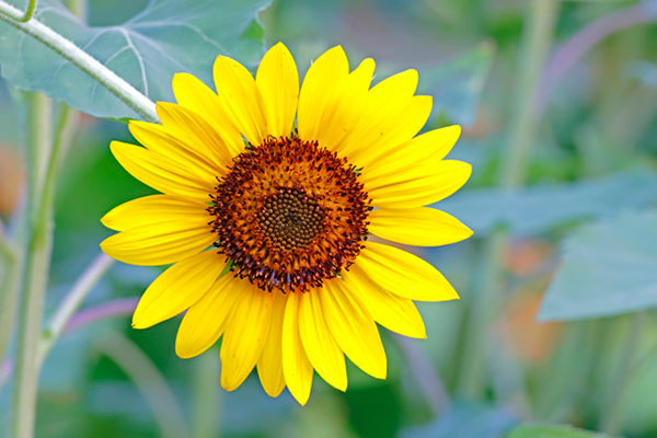 عکس گل آفتابگردان برای طراحی