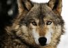 اطلاعاتی در مورد گرگ ها