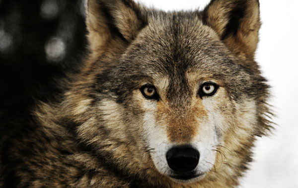 اطلاعاتی در مورد گرگ ها