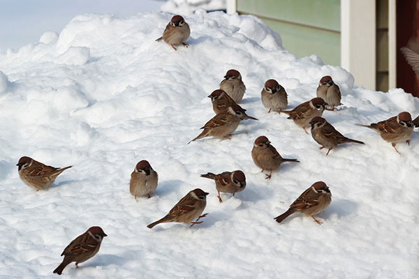 انشا درباره پرندگان زیبا در زمستان