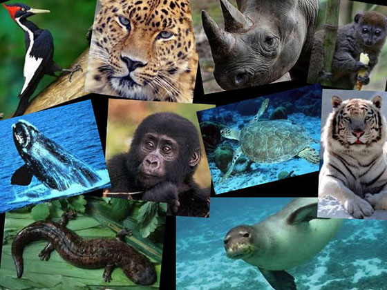 نشا درباره حیوانات در حال انقراض 