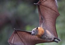 دانشتنی های جالب و زیبا در مورد خفاش ها