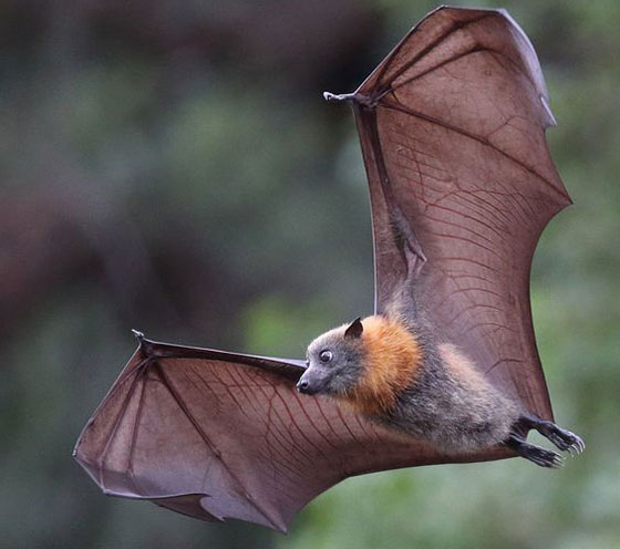 دانشتنی های جالب و زیبا در مورد خفاش ها
