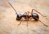دانستنی های جالب و شگفت انگیز درباره مورچه ها