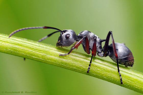 دانستنی و فکت در مورد مورچه ها