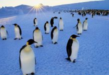 دانستنی و حقایق جالب درباره پنگوئن ها