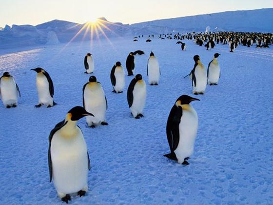دانستنی و حقایق جالب درباره پنگوئن ها 
