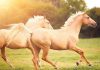 دانستنی ها و حقایق جالب درباره اسب ها
