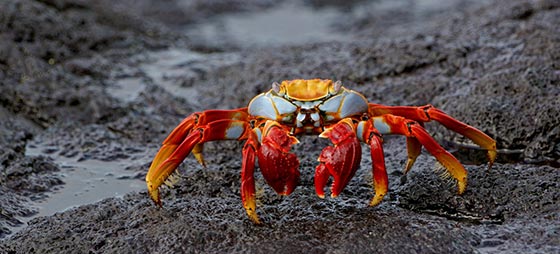 دانستنی ها و حقایق جالب درباره خرچنگ ها