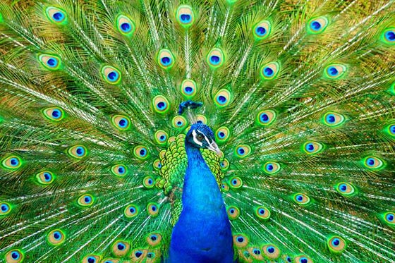 دانستنی ها و حقایق جالب درباره طاووس ها