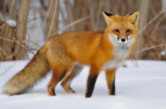 نماد و نشانه روباه چیست