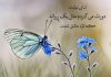 شعر عاشقانه در مورد گل و پروانه
