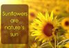متن انگلیسی زیبا در مورد گل آفتابگردان