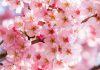 انشای زیبا در مورد شکوفه های بهاری