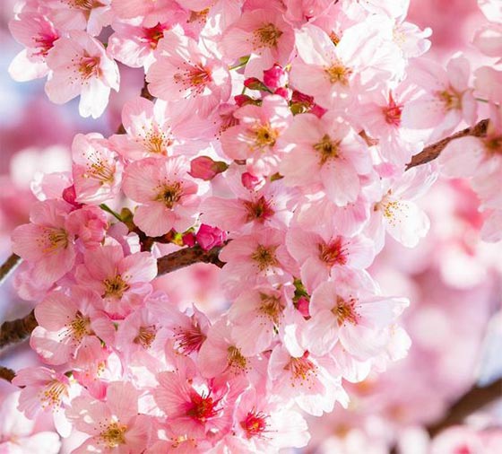 انشای زیبا در مورد شکوفه های بهاری